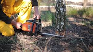 Best Emergency Tree Removal  in Murphy, MO