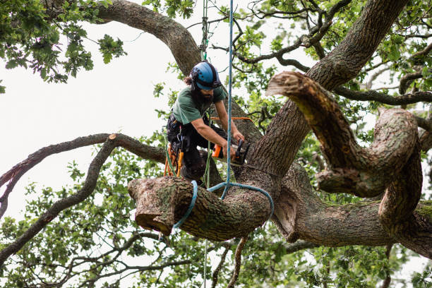 Best Leaf Removal  in Murphy, MO