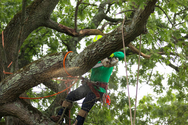 Trusted Murphy, MO Tree Care Experts