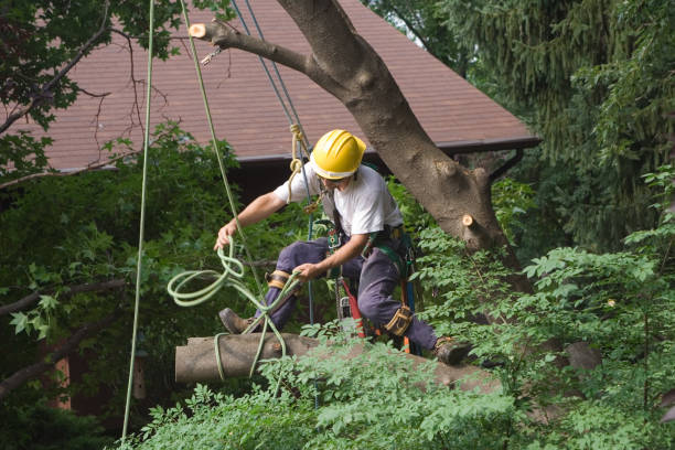 Best Tree Trimming and Pruning  in Murphy, MO