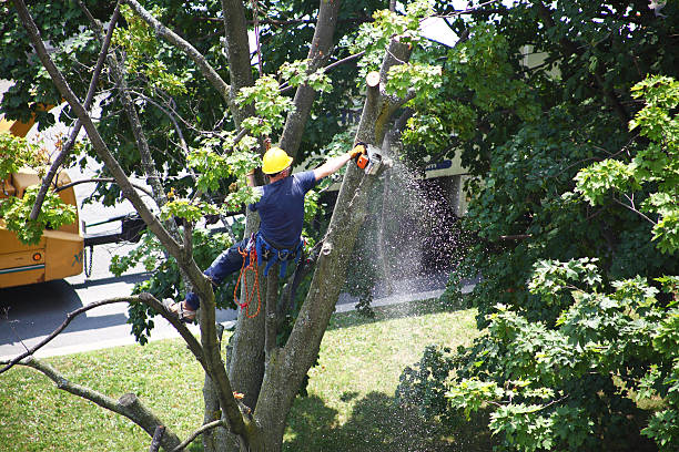 Best Tree and Shrub Care  in Murphy, MO
