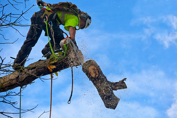 Best Stump Grinding and Removal  in Murphy, MO