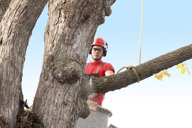 How Our Tree Care Process Works  in  Murphy, MO